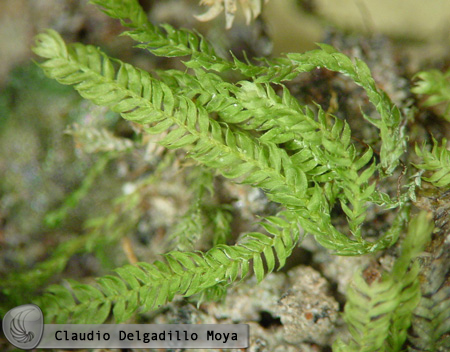 Представитель Семейства Eustichiaceae